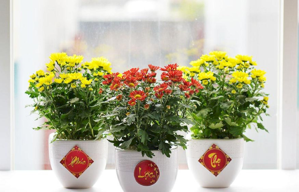 Cây cảnh mini hoặc hoa chưng Tết như lan Hồ Điệp, quất, mai, đào hay sen đá